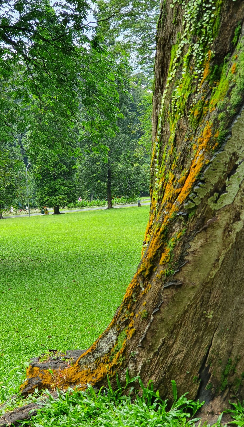 Hagekant  rammeverket som løfter hagen